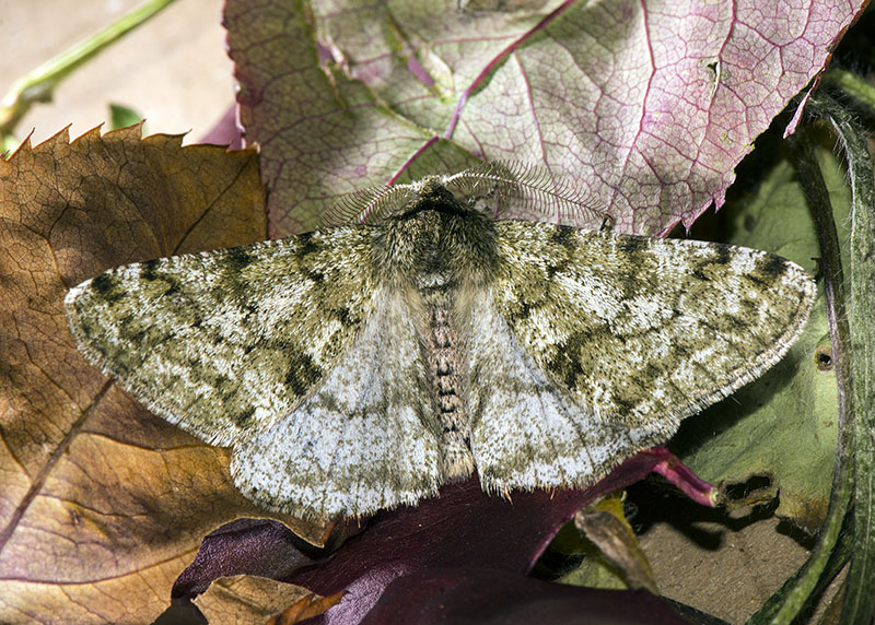 Phigalia pilosaria, Geometridae